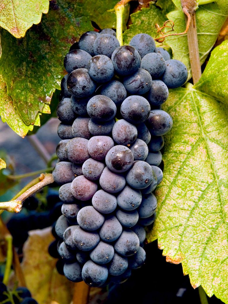 Friday August 8 Wine Tasting Anytime 4-7